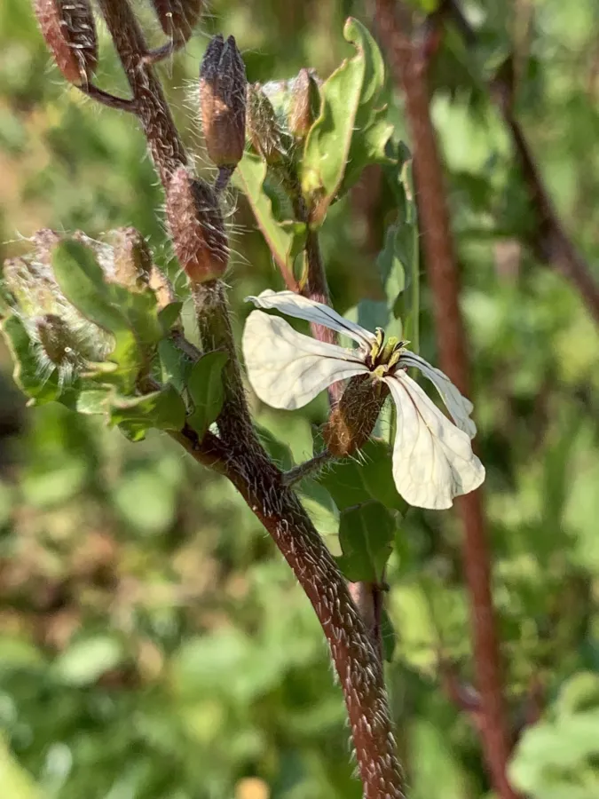 Eruca sativa