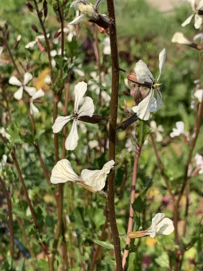 Eruca sativa
