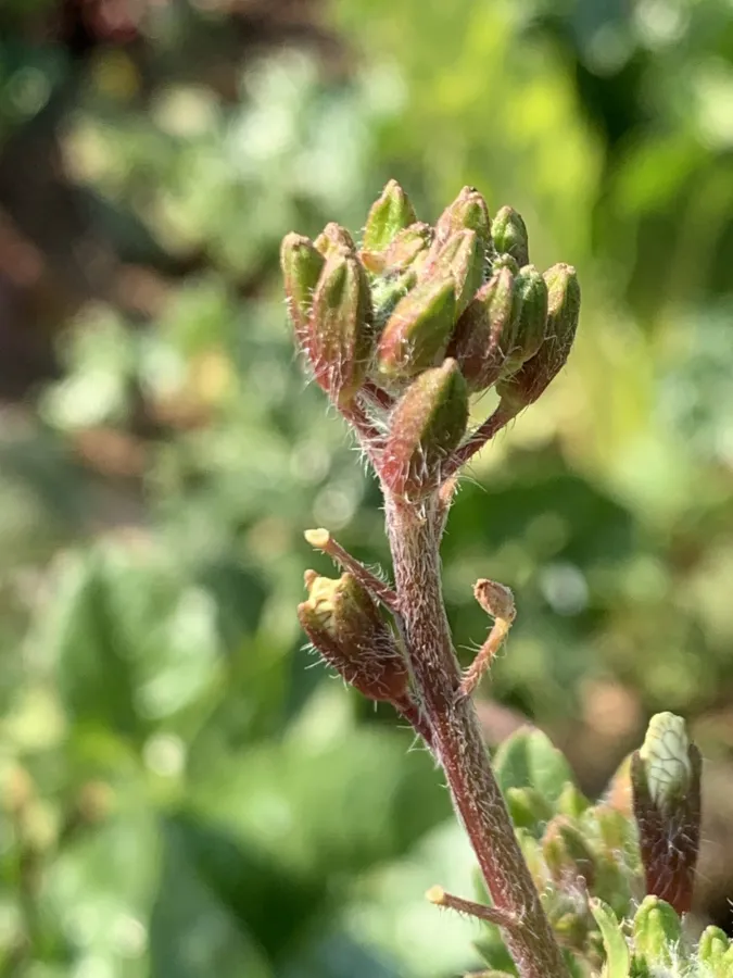 Eruca sativa