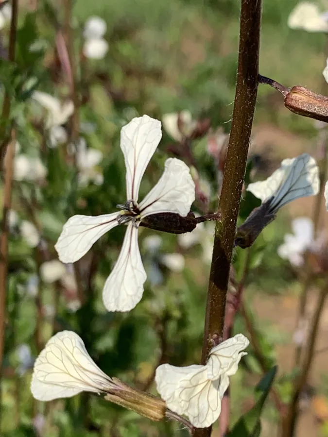 Eruca sativa