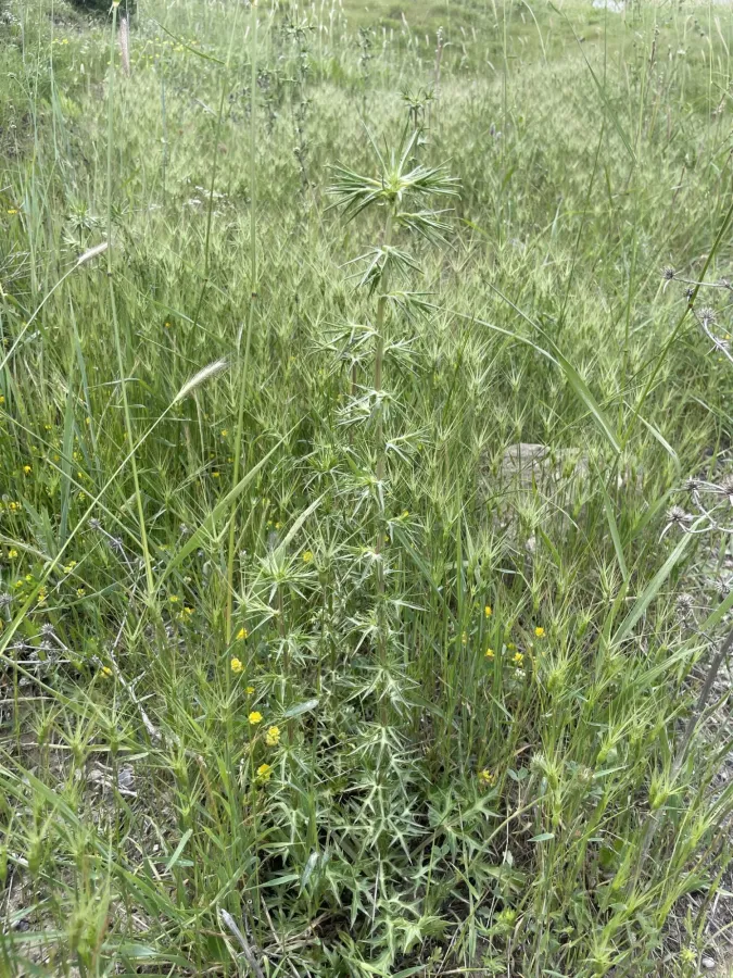 Eryngium billardierei