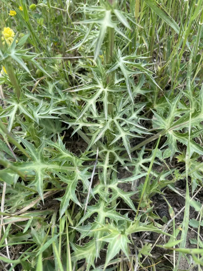 Eryngium billardierei