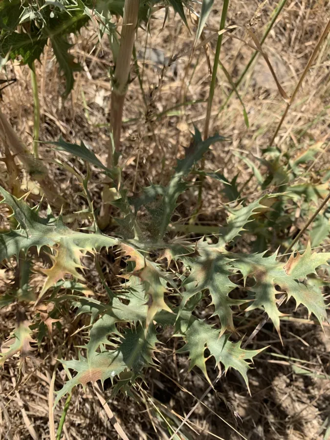 Eryngium billardierei