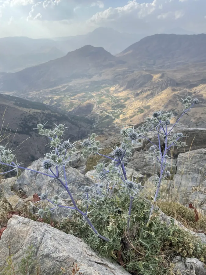 Eryngium billardierei