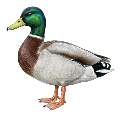Mallard
