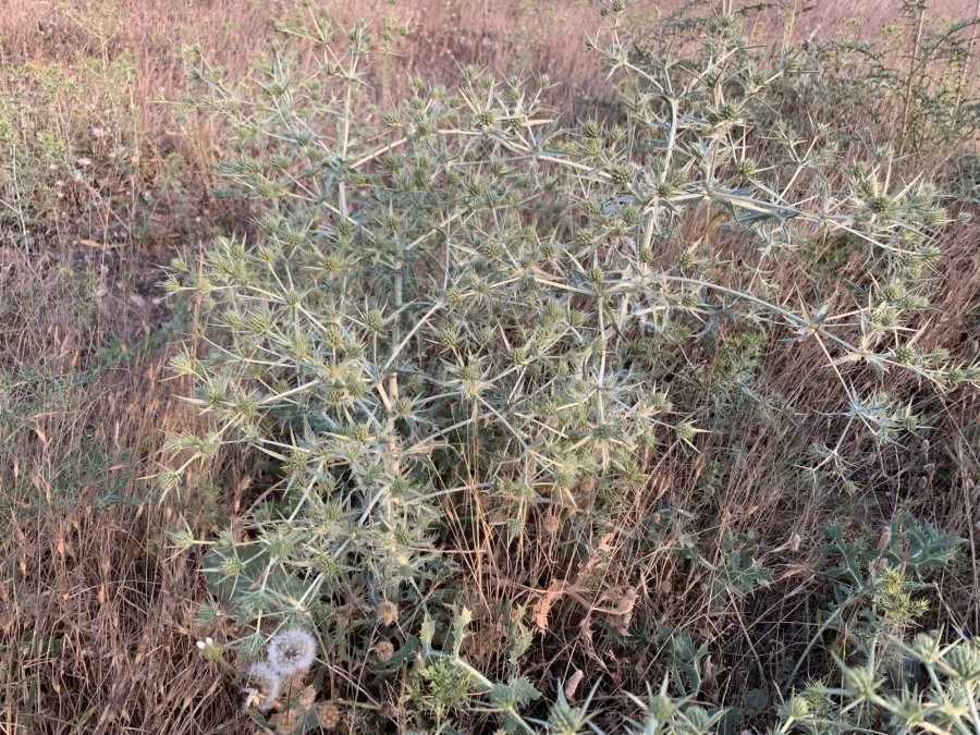 Eryngium campestre