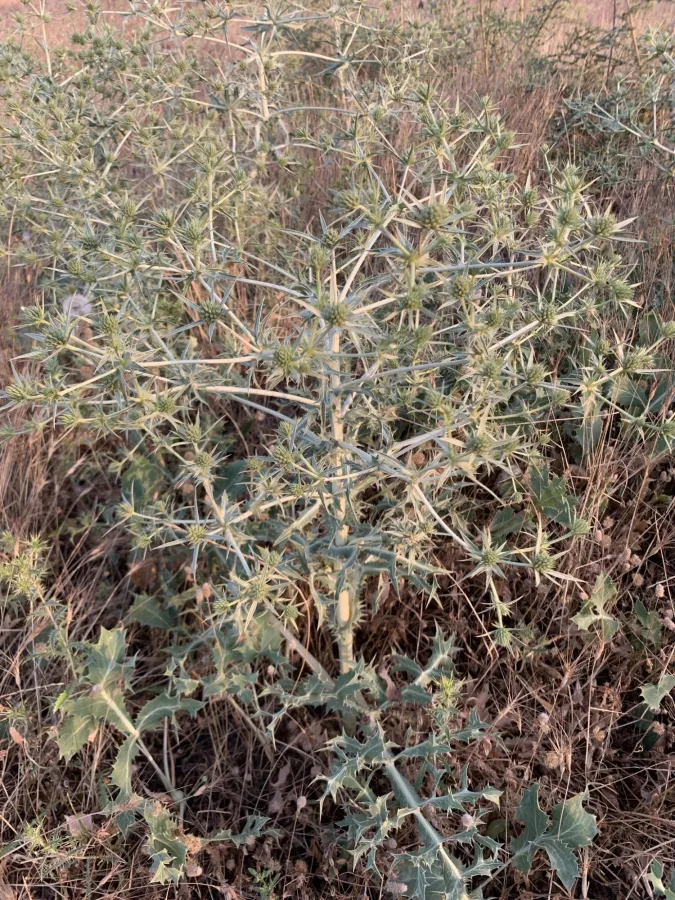 Eryngium campestre