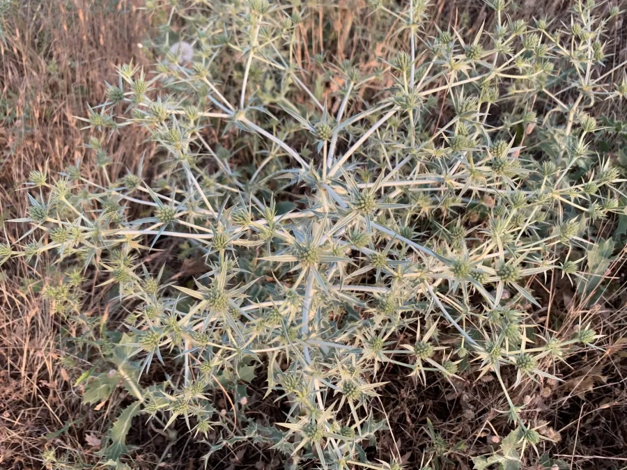 Eryngium campestre