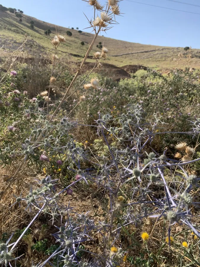 Eryngium creticum