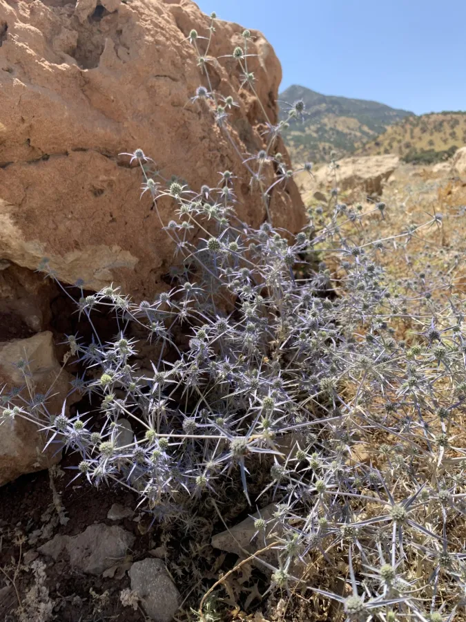 Eryngium creticum