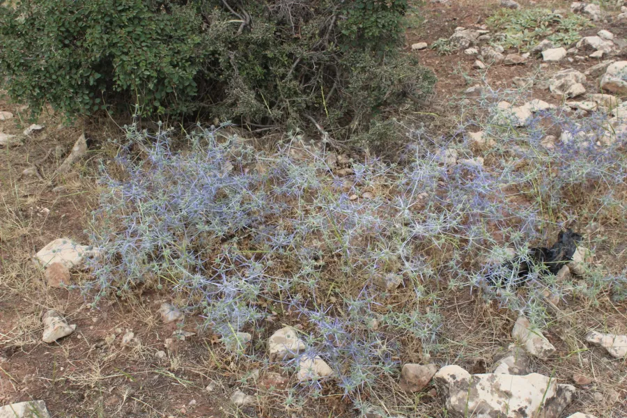 Eryngium creticum