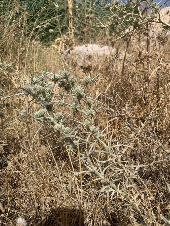 Eryngium glomeratum