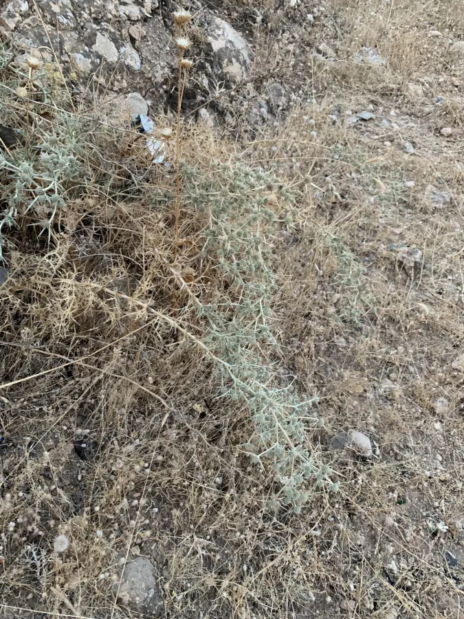 Eryngium glomeratum