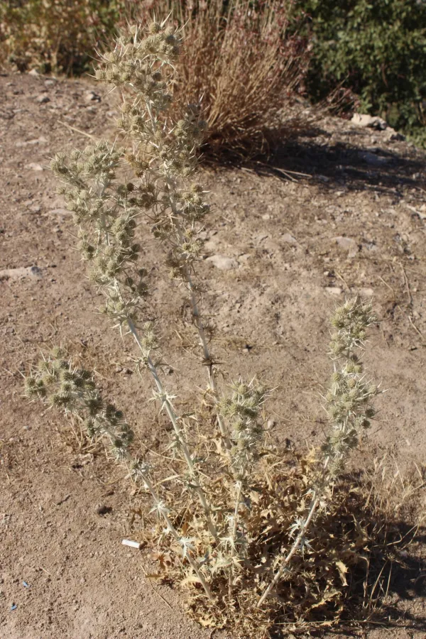 Eryngium hainesii