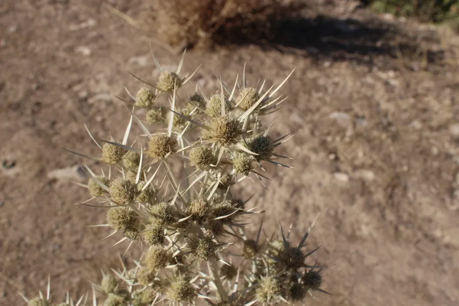 Eryngium hainesii