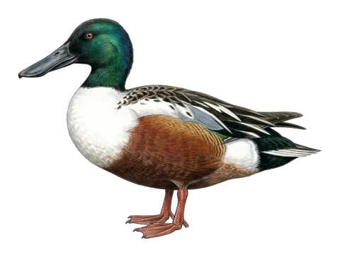 Northern Shoveler