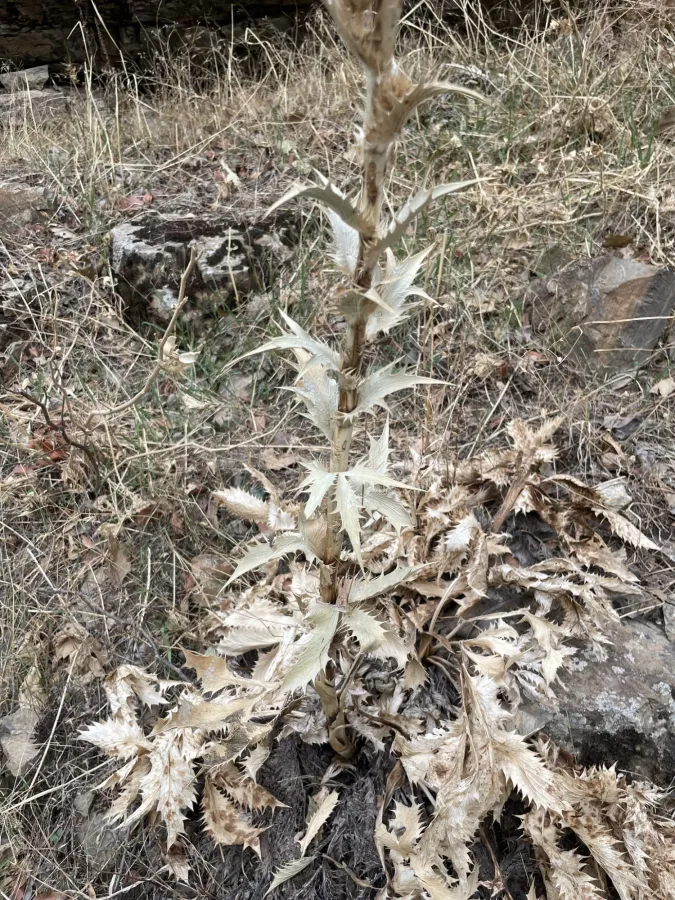 Eryngium thyrsoideum