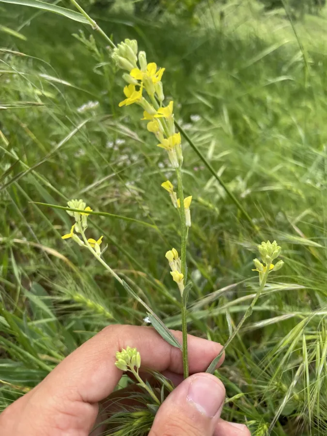Erysimum aucherianum