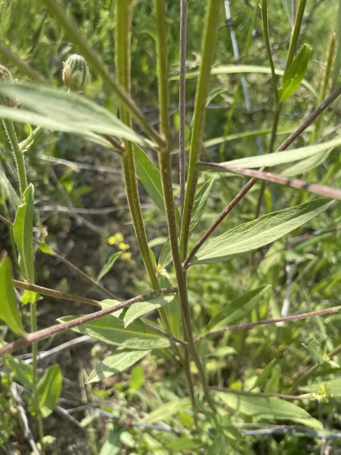 Erysimum aucherianum
