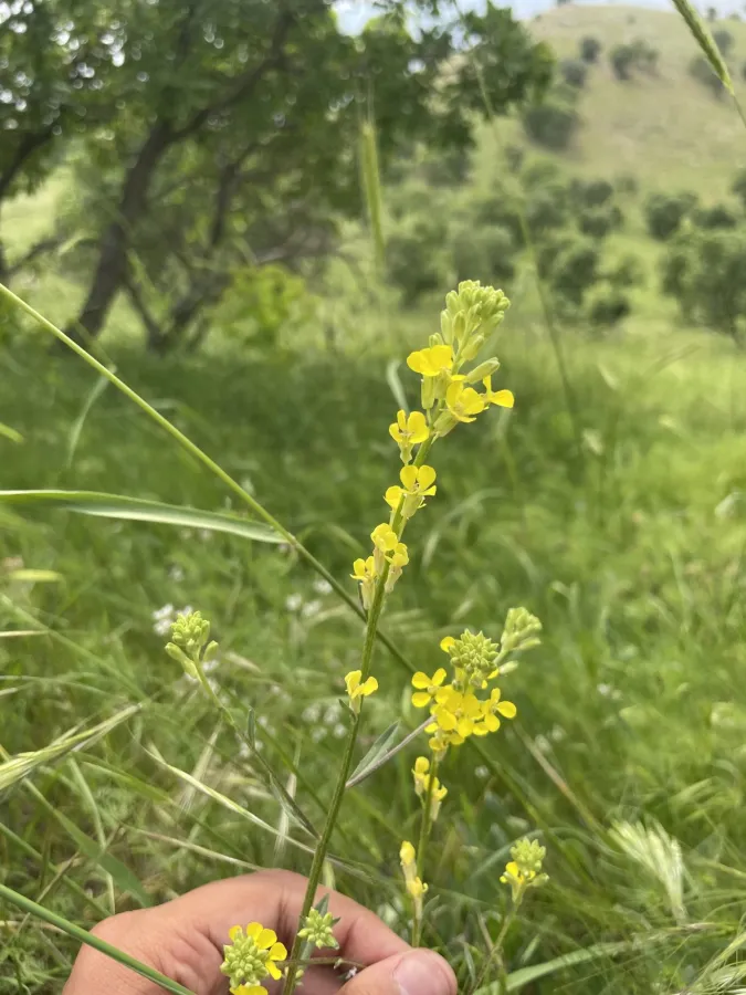 Erysimum aucherianum