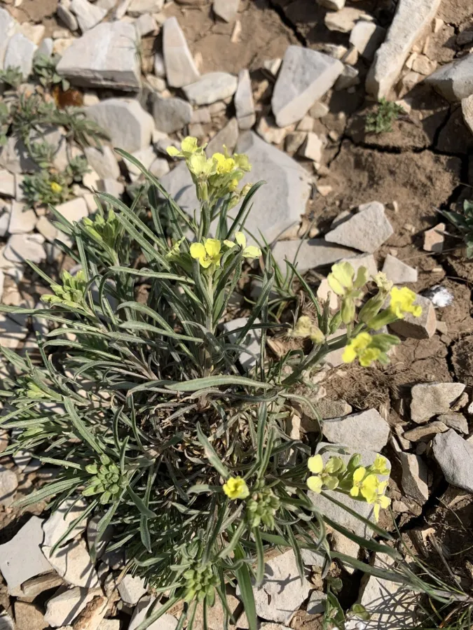 Erysimum boissieri