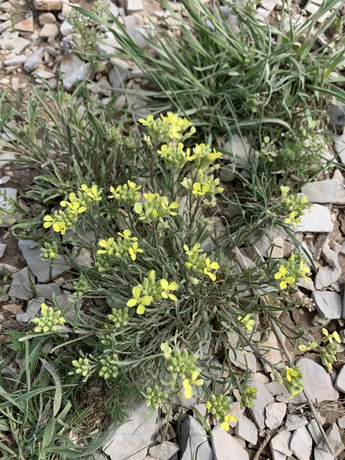 Erysimum boissieri