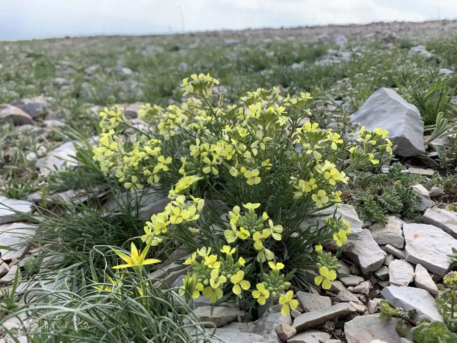 Erysimum boissieri
