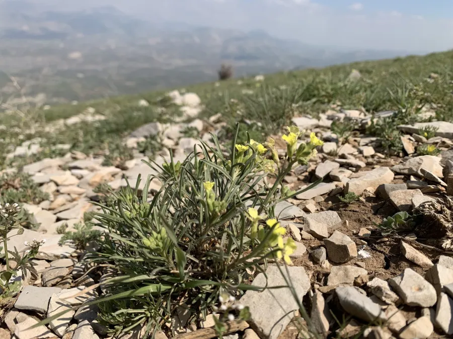 Erysimum boissieri