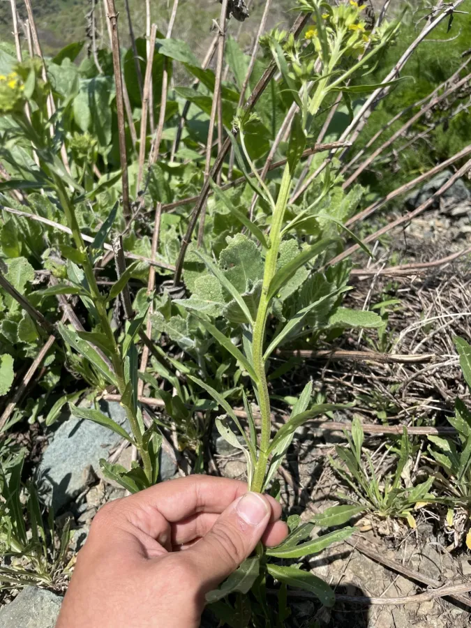 Erysimum eginense