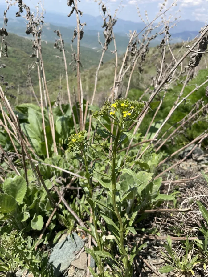 Erysimum eginense