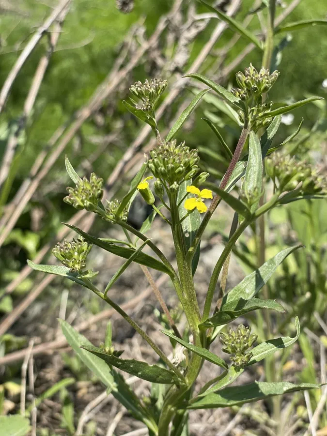 Erysimum eginense