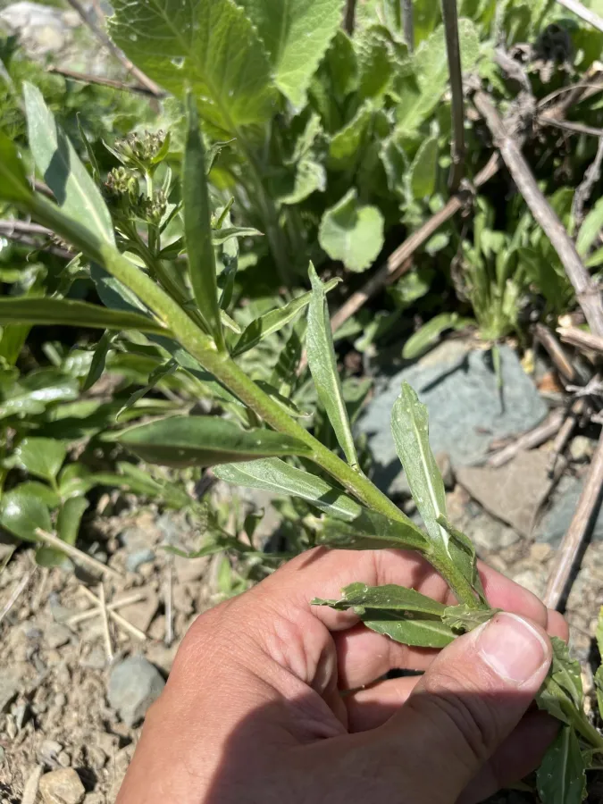 Erysimum eginense