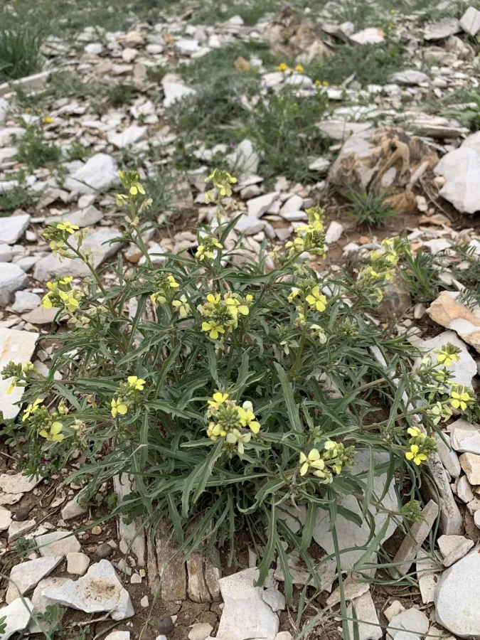 Erysimum gladiiferum