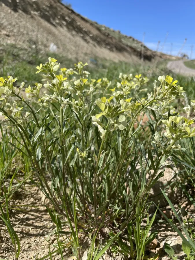 Erysimum gladiiferum