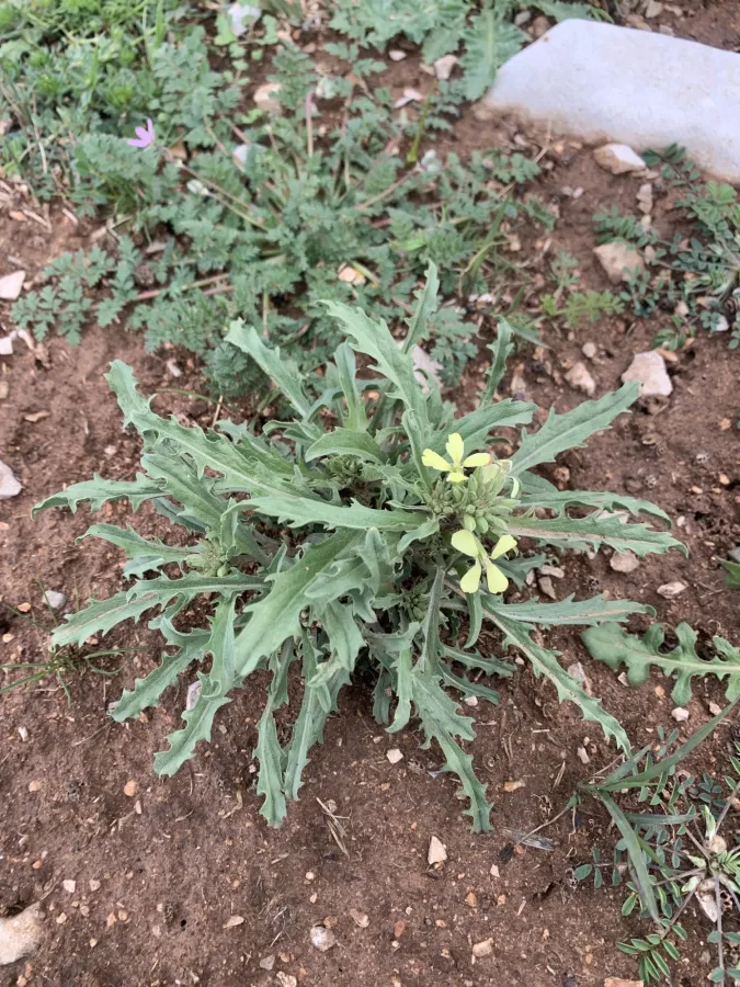 Erysimum gladiiferum