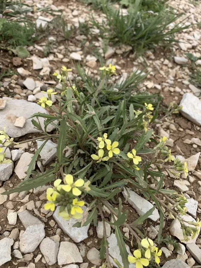 Erysimum gladiiferum