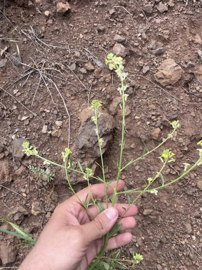 Erysimum iraqense