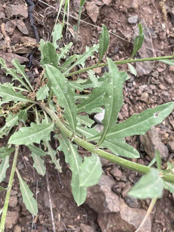 Erysimum iraqense