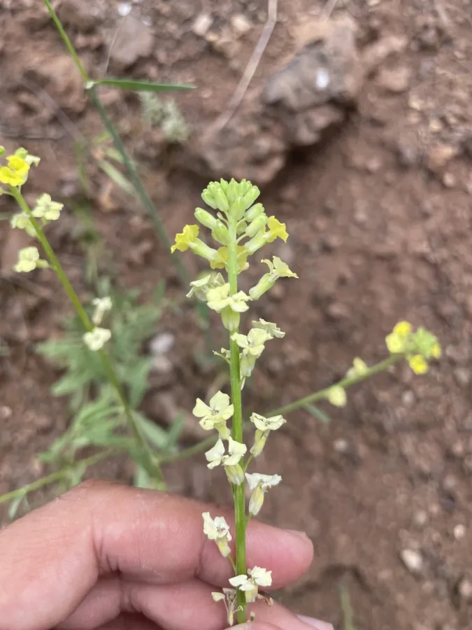 Erysimum iraqense