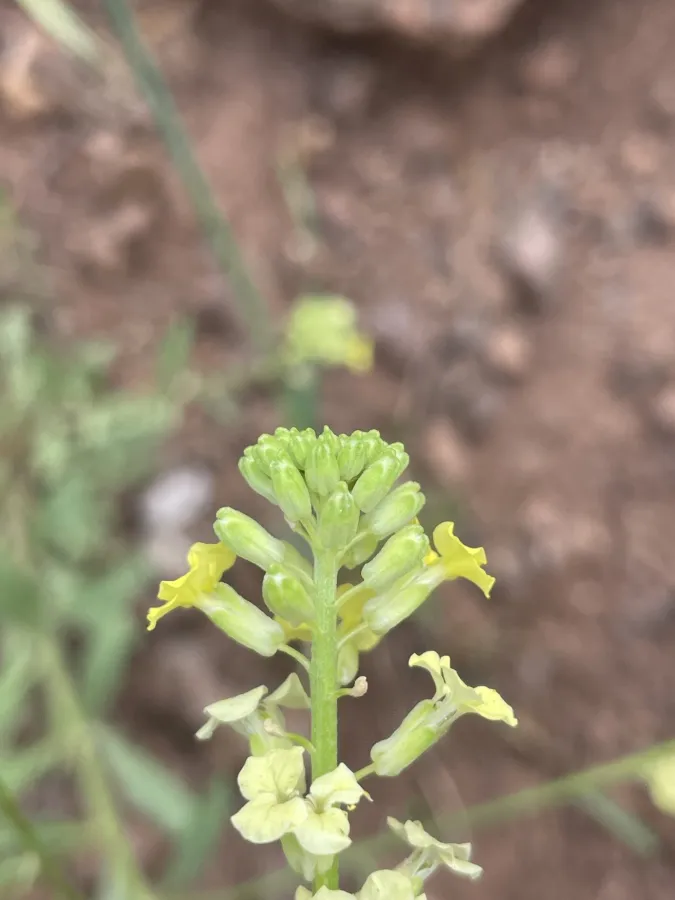 Erysimum iraqense