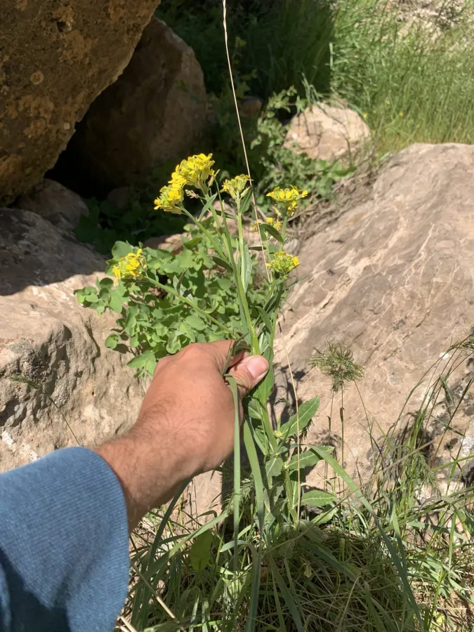 Erysimum kurdicum