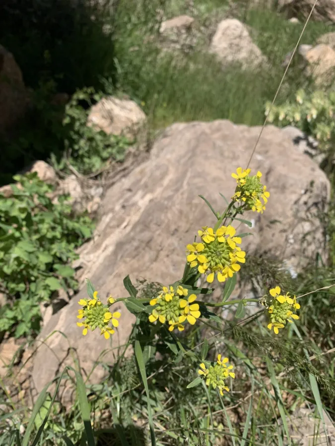 Erysimum kurdicum