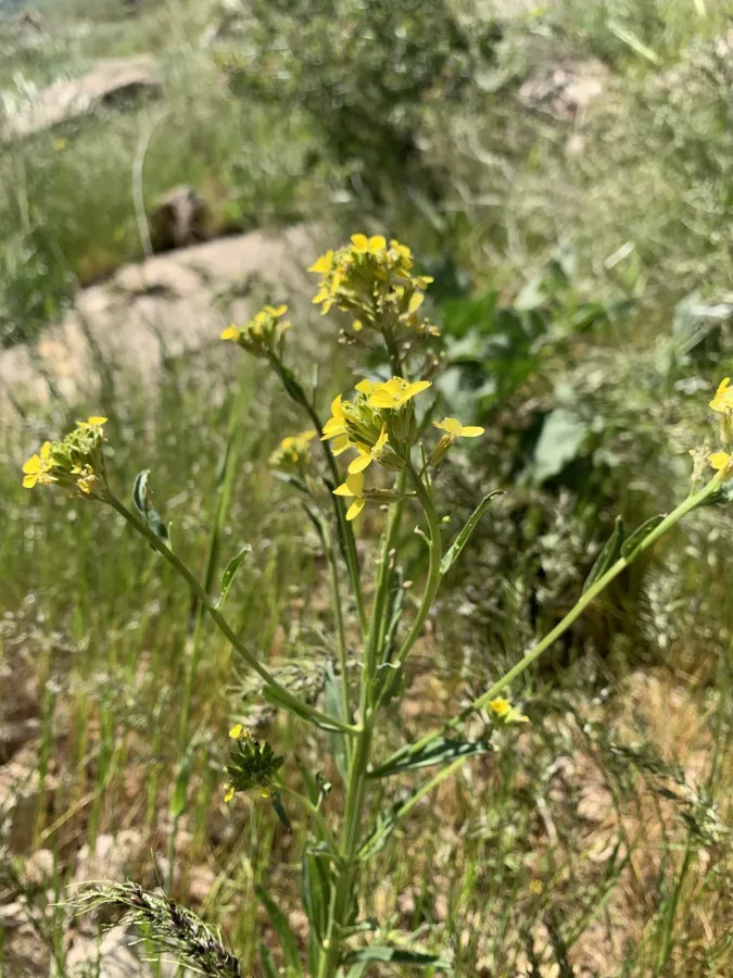 Erysimum kurdicum