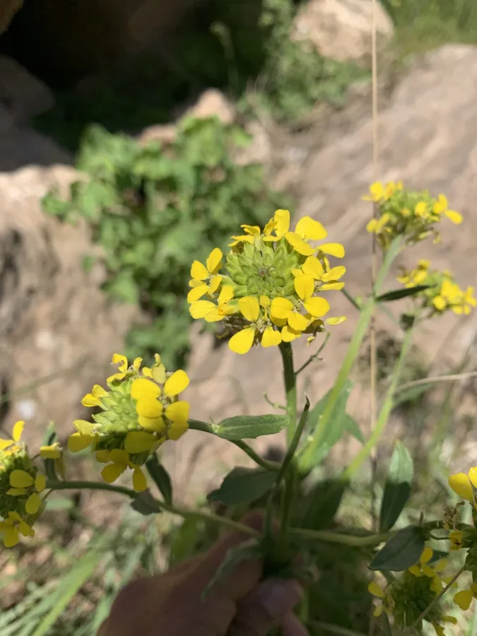 Erysimum kurdicum