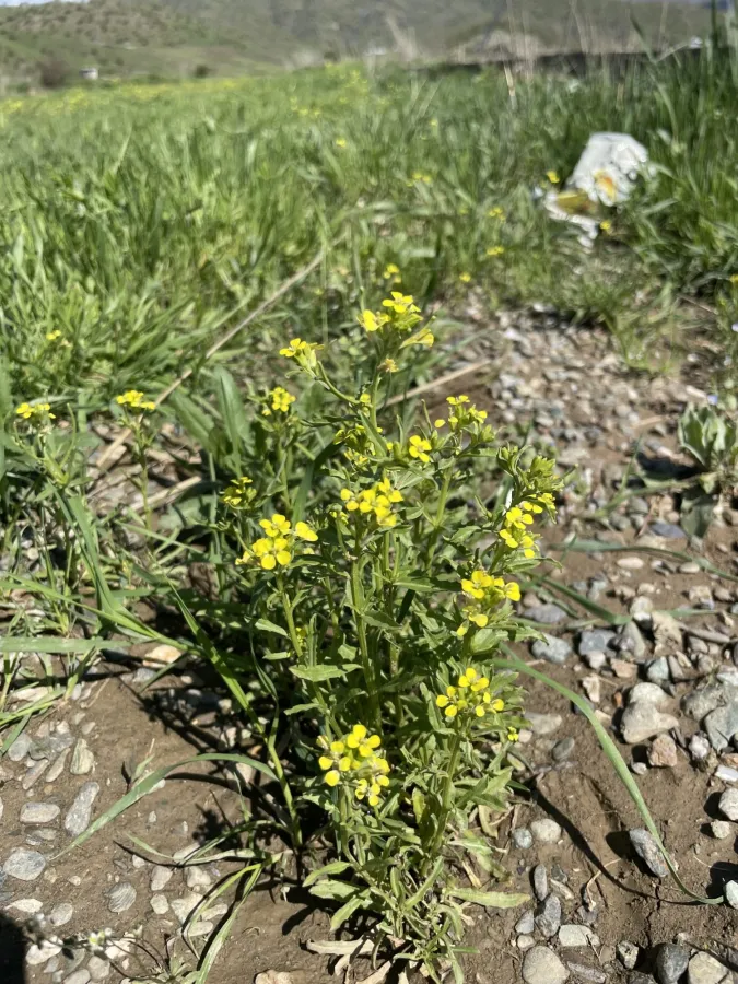 Erysimum repandum