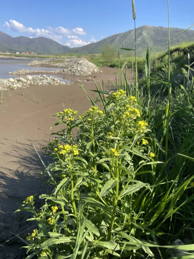 Erysimum repandum
