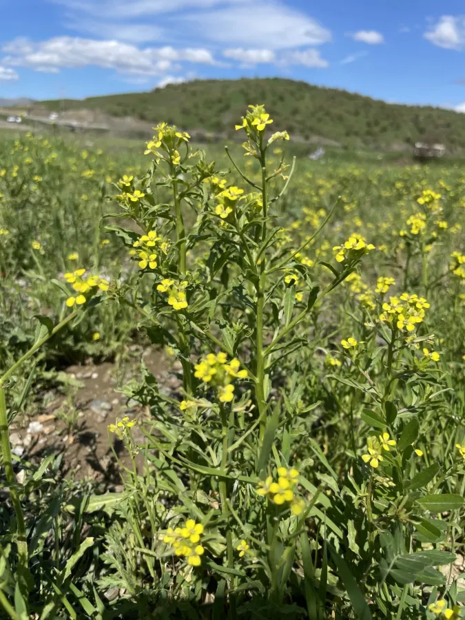 Erysimum repandum