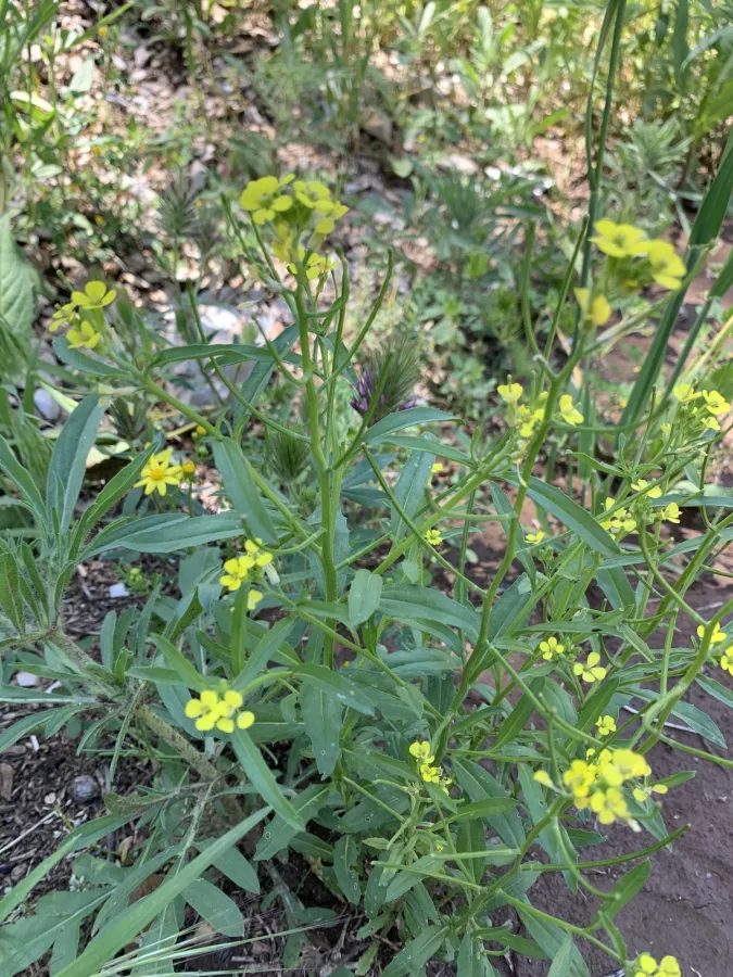 Erysimum repandum