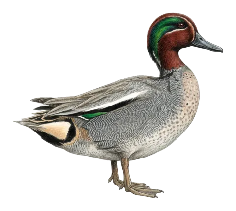 Eurasian Teal