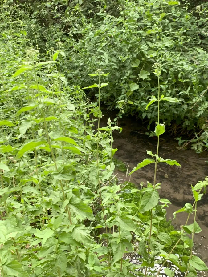 Eupatorium cannabinum